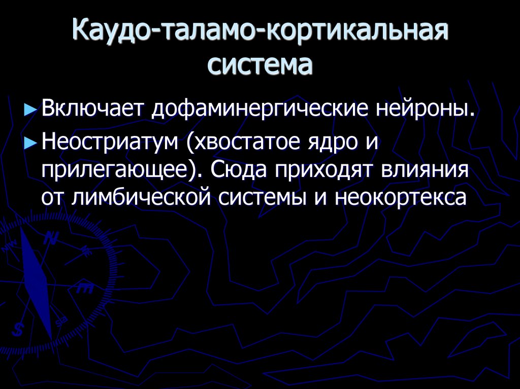 Каудо-таламо-кортикальная система