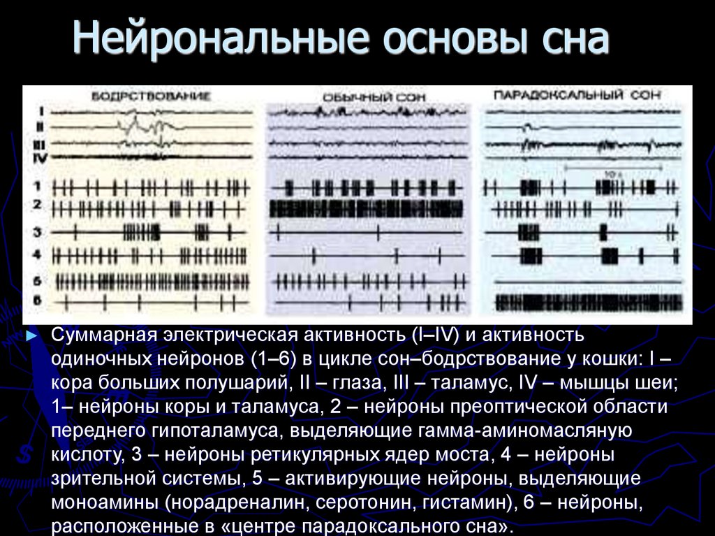 Нейрональные основы сна