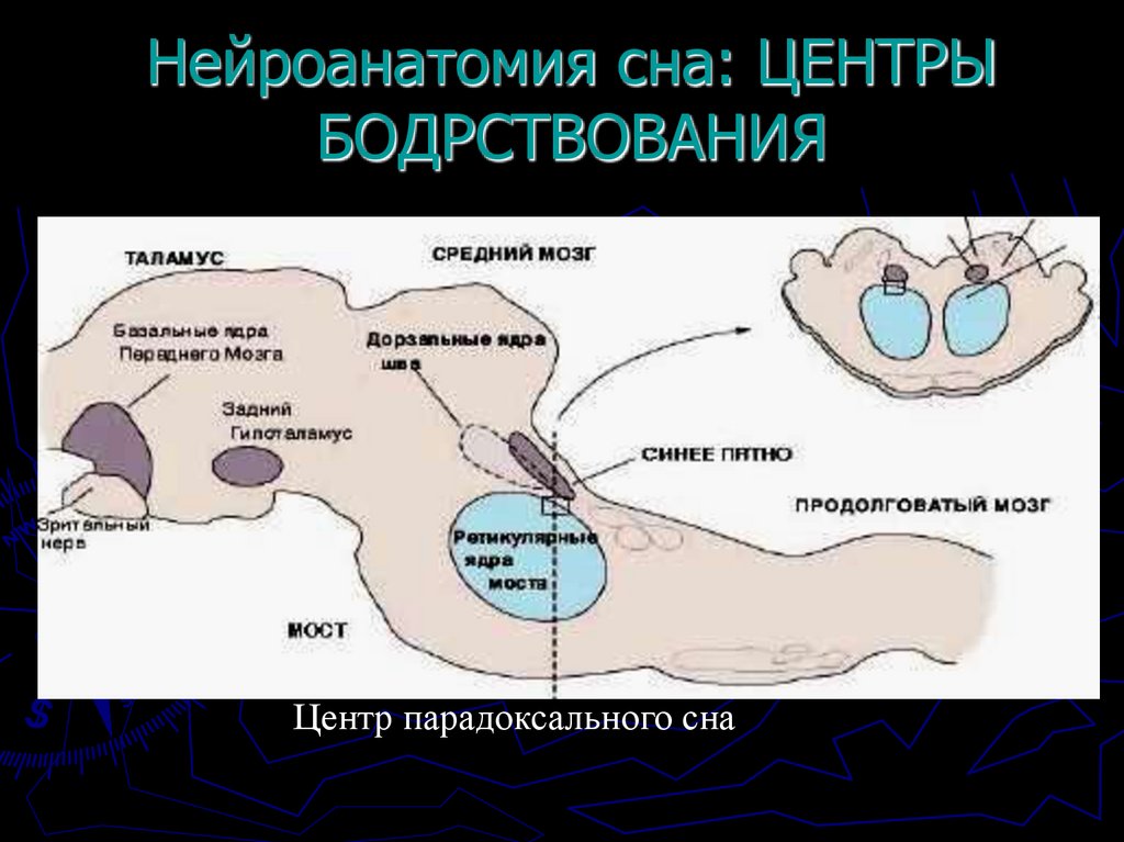 Нейроанатомия сна: ЦЕНТРЫ БОДРСТВОВАНИЯ