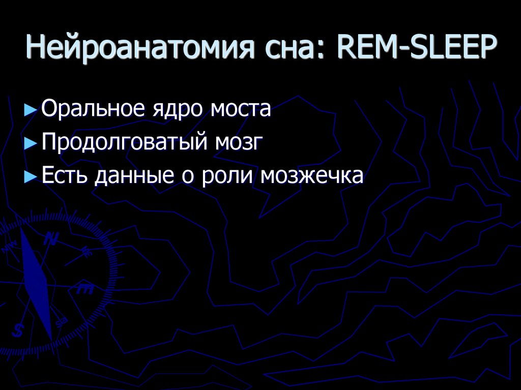 Нейроанатомия сна: REM-SLEEP