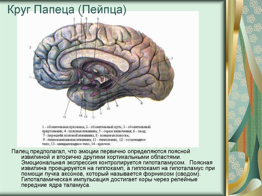 Круг Папеца (Пейпца)