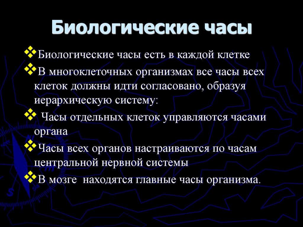 Биологические часы