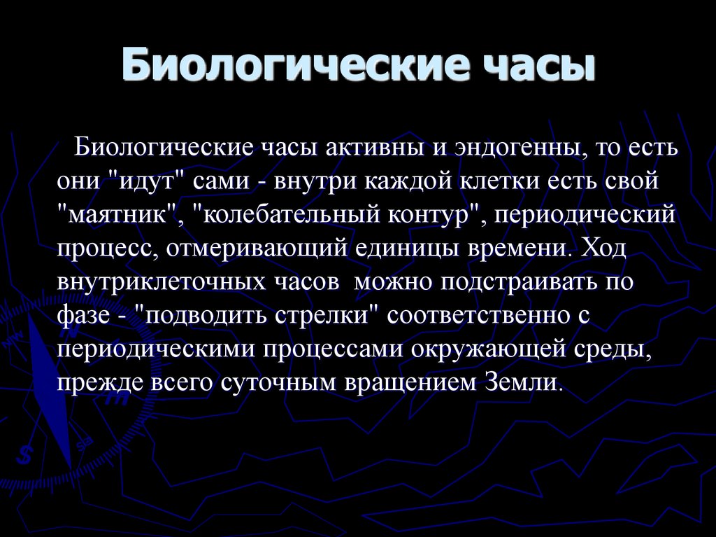 Биологические часы