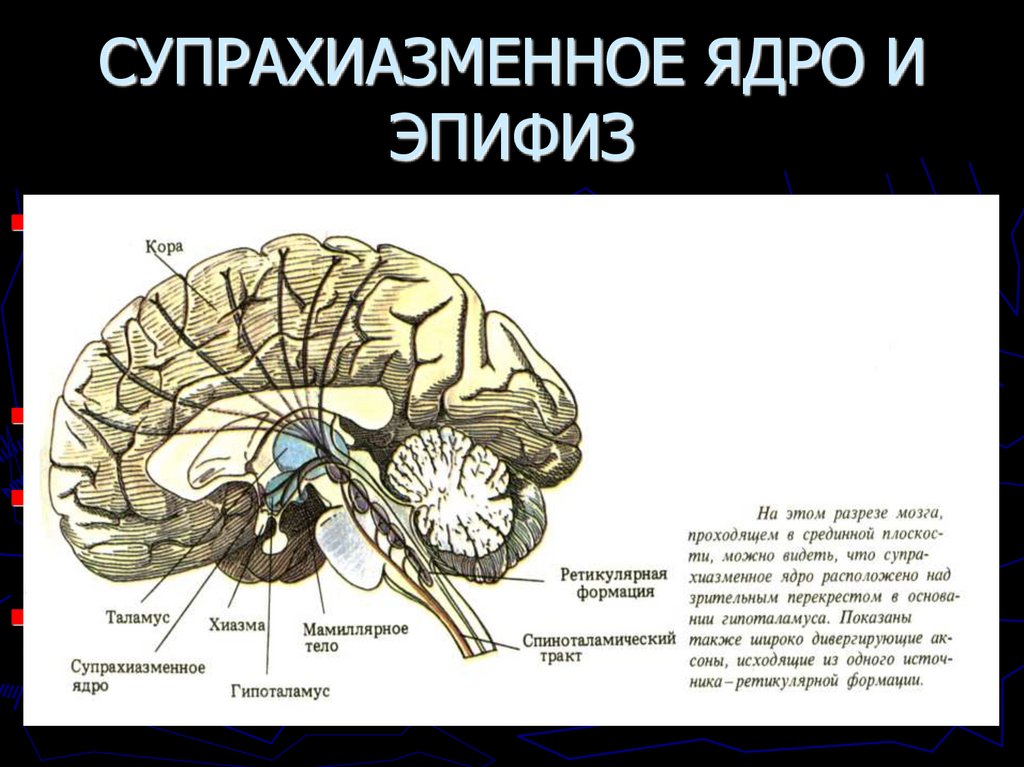 СУПРАХИАЗМЕННОЕ ЯДРО И ЭПИФИЗ