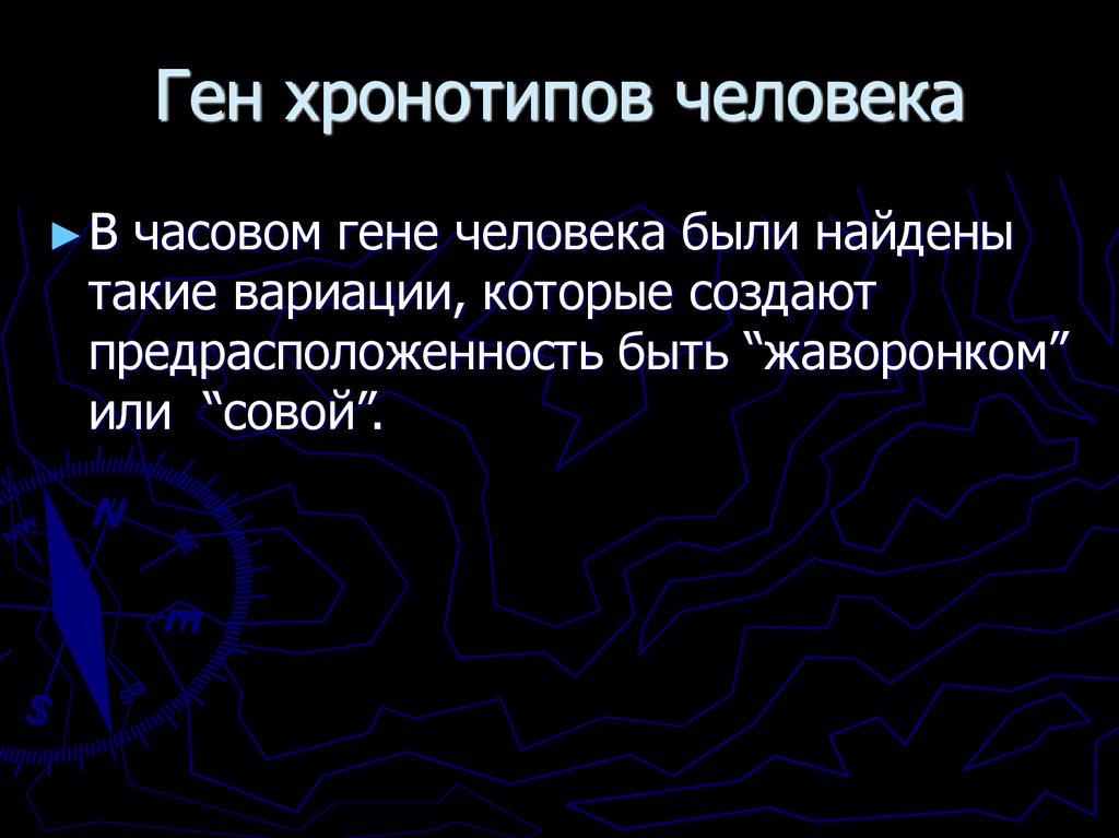 Ген хронотипов человека