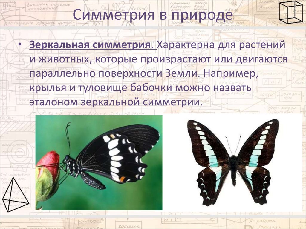 Симметрия в природе