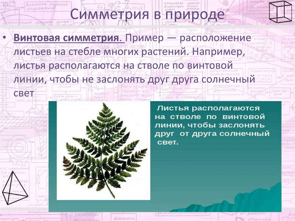 Симметрия в природе