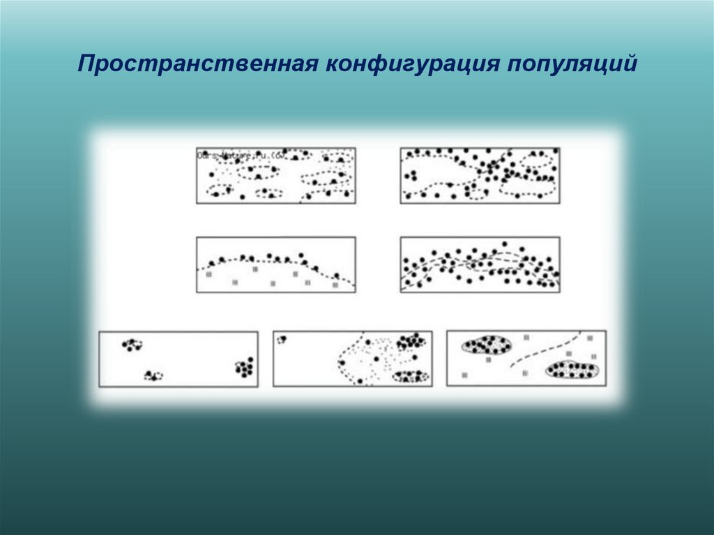 Пространственная конфигурация популяций