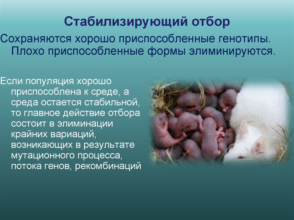 Стабилизирующий отбор