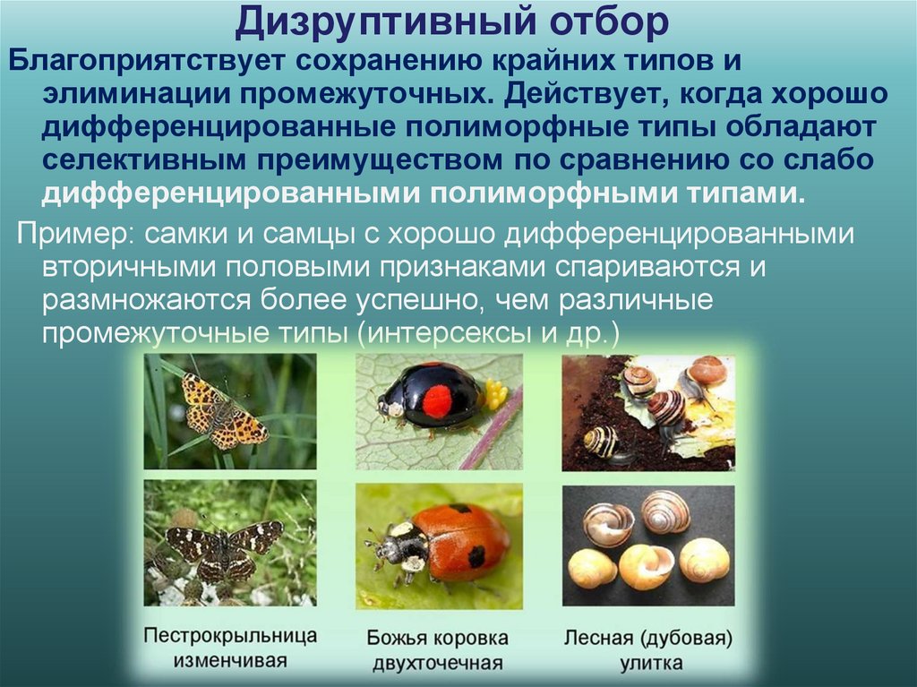 Дизруптивный отбор