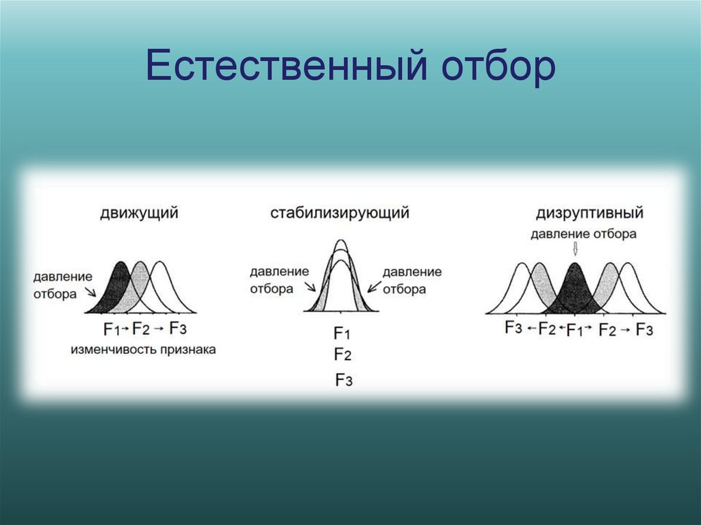 Естественный отбор