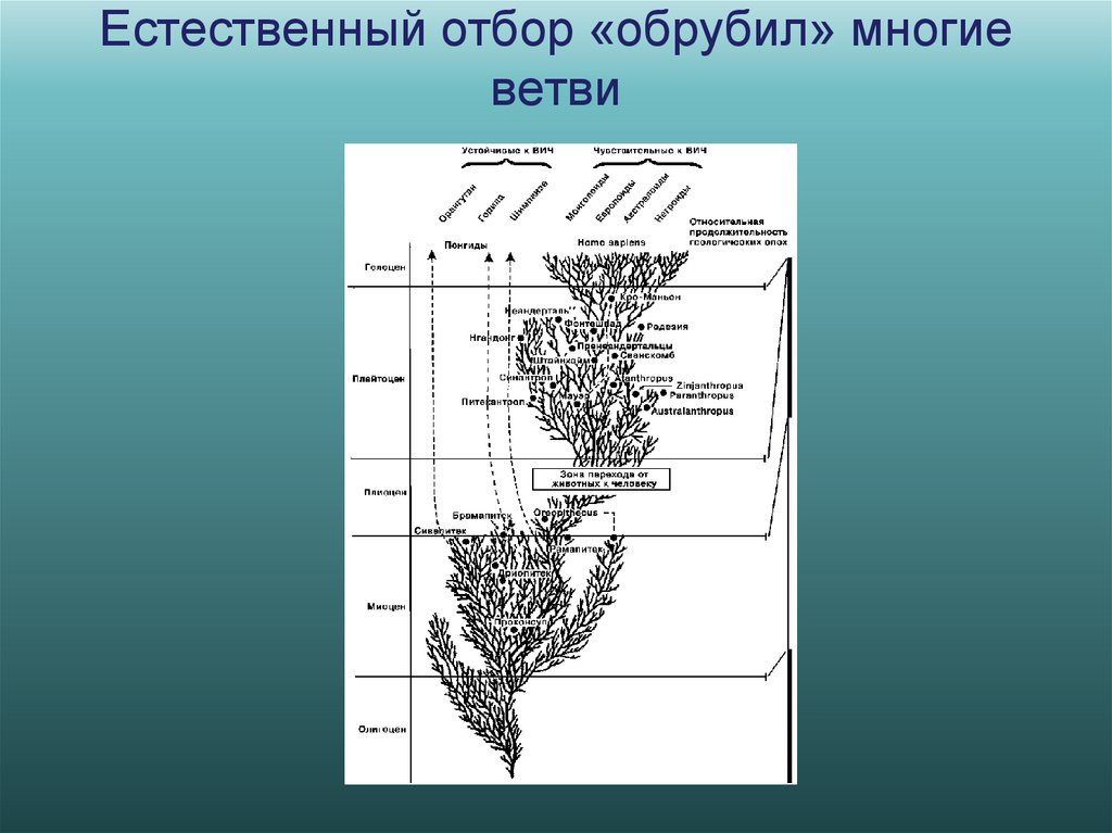 Естественный отбор «обрубил» многие ветви