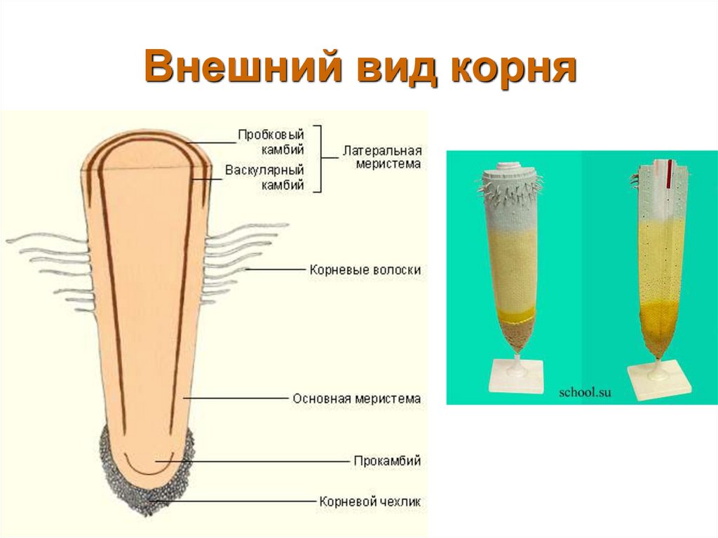 Внешний вид корня