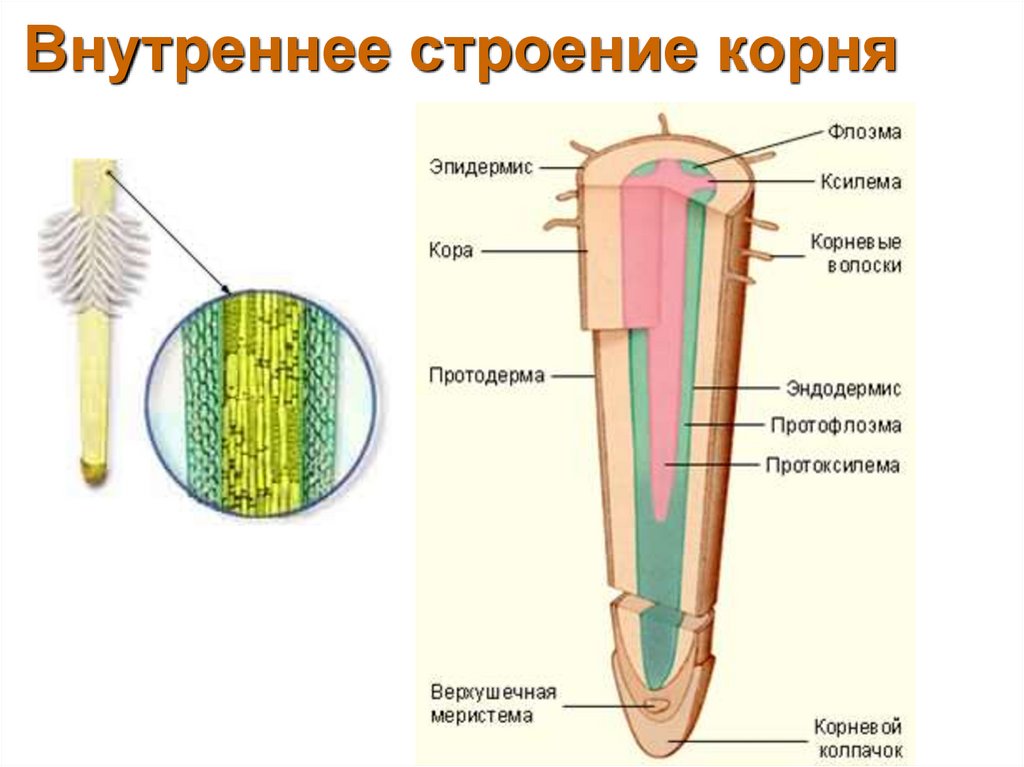 Внутреннее строение корня