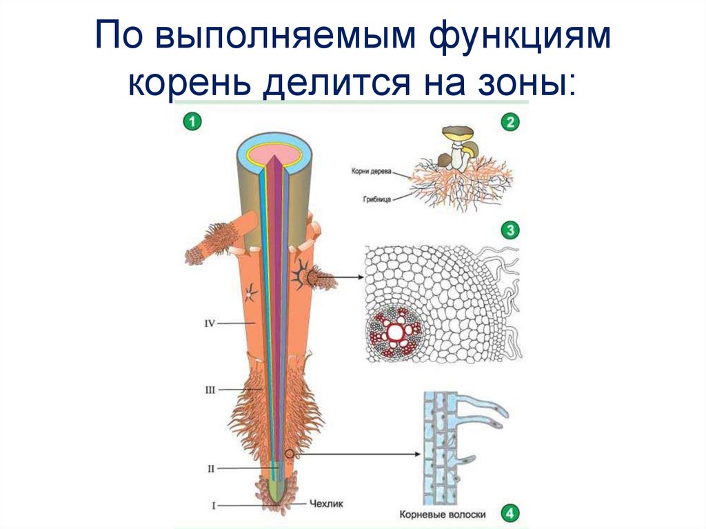 По выполняемым функциям корень делится на зоны: