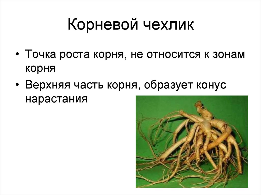 Корневой чехлик