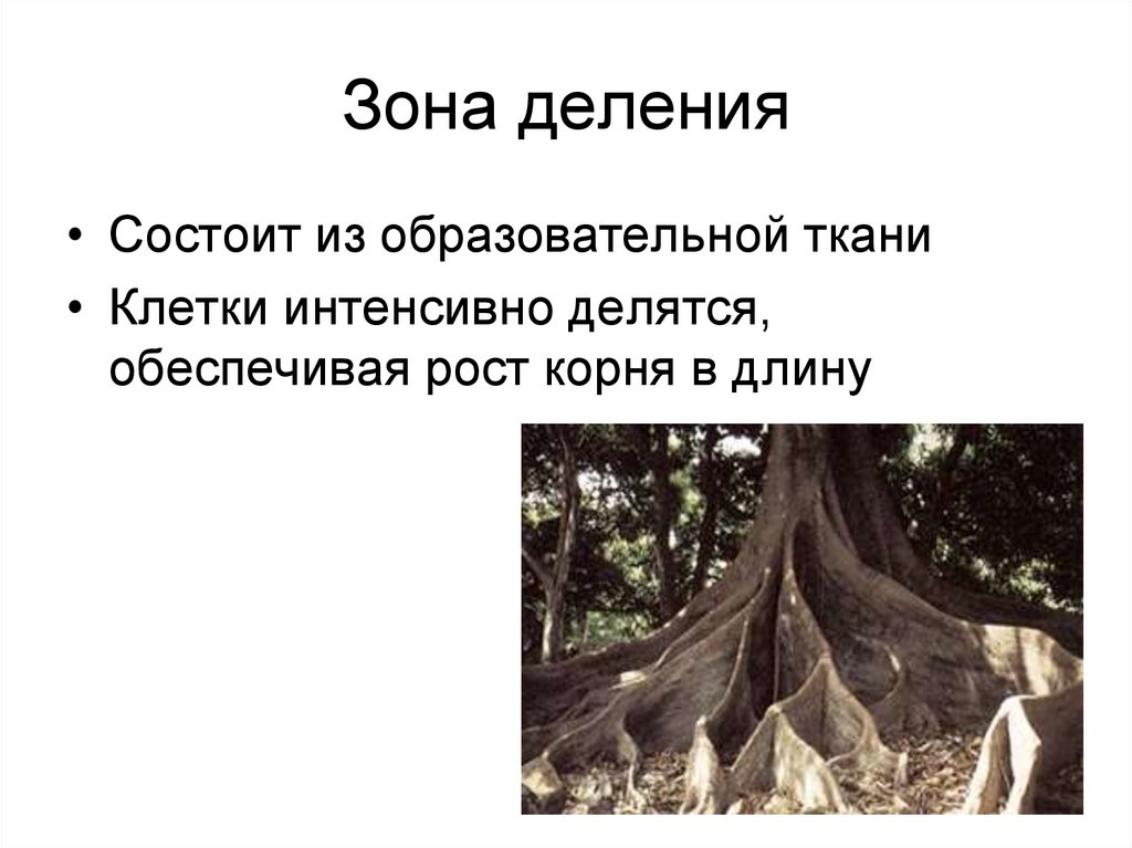 Зона деления