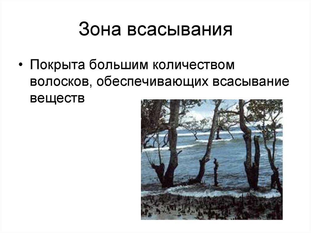 Зона всасывания