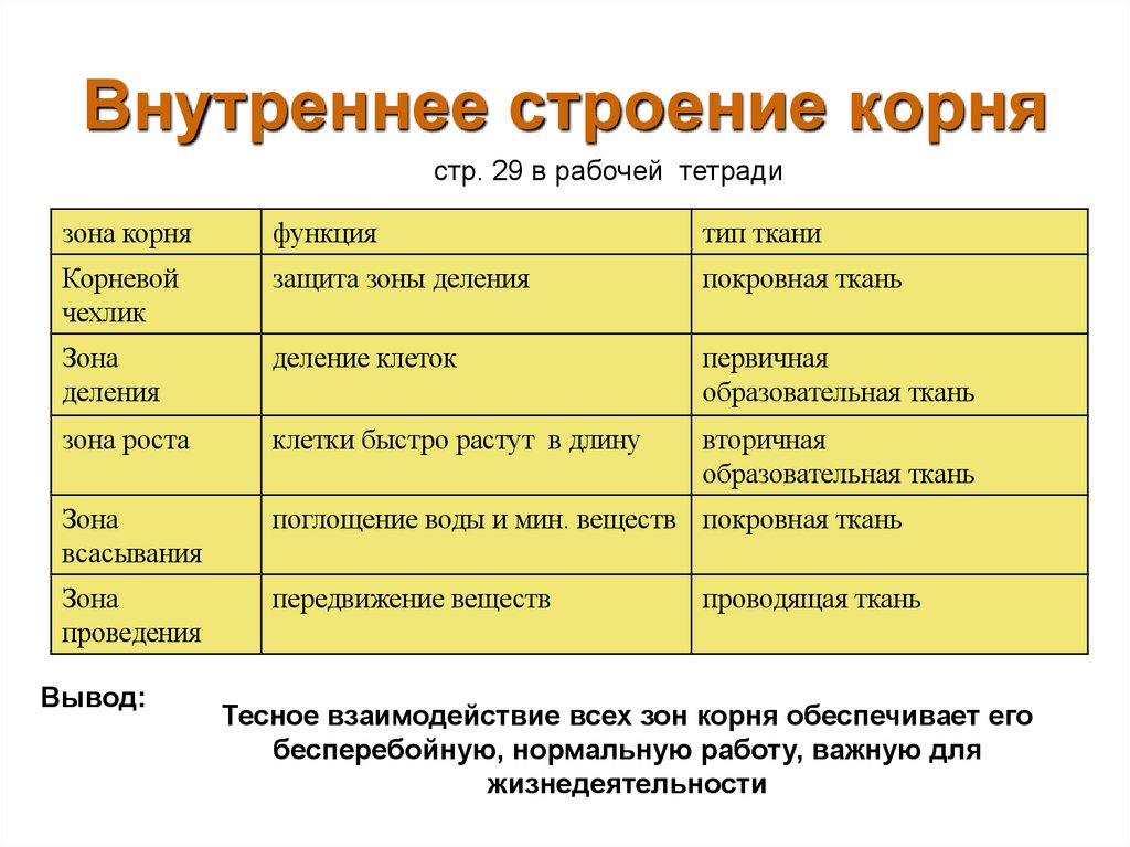 Внутреннее строение корня