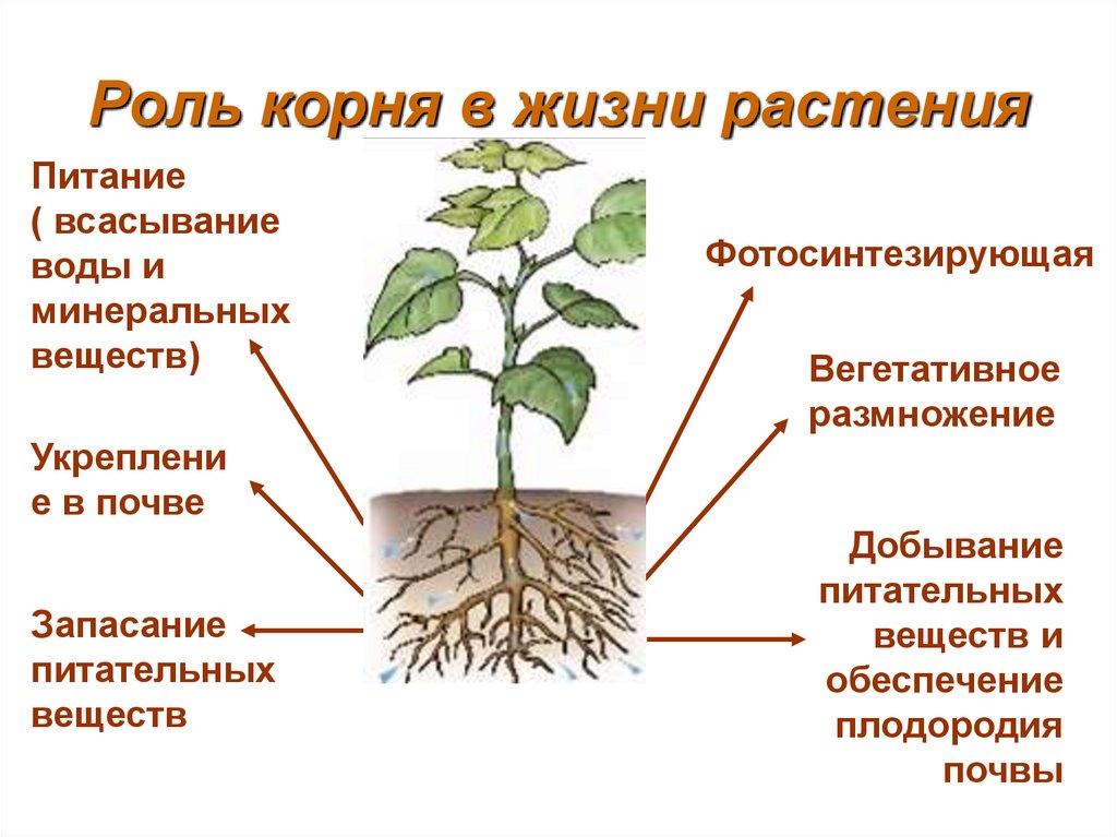 Роль корня в жизни растения