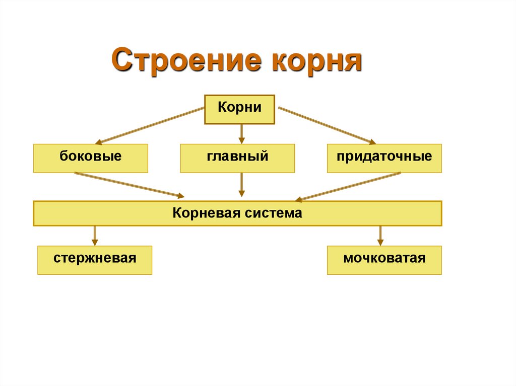 Строение корня