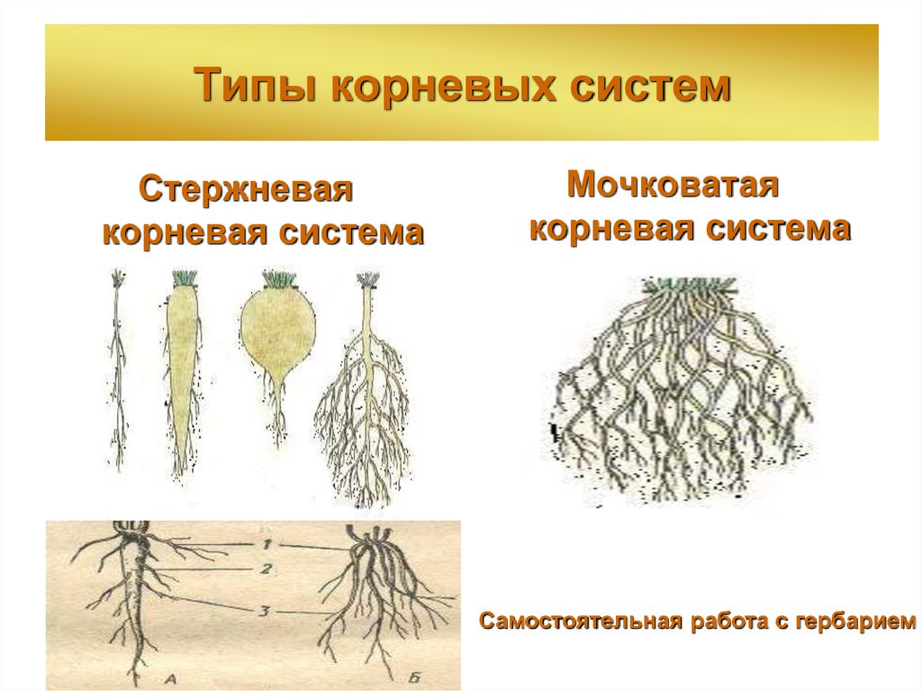 Типы корневых систем