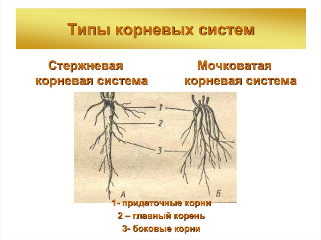 Типы корневых систем