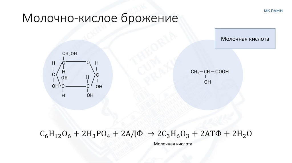 Молочно-кислое брожение