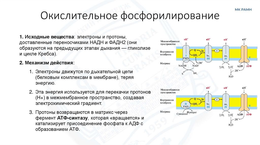 Окислительное фосфорилирование