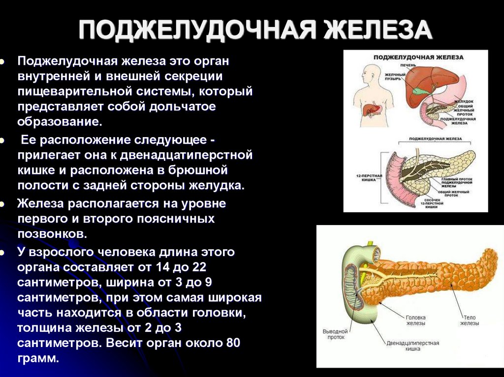 ПОДЖЕЛУДОЧНАЯ ЖЕЛЕЗА