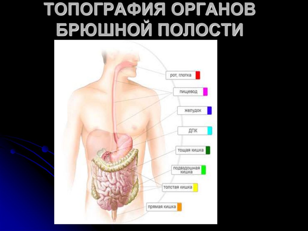 ТОПОГРАФИЯ ОРГАНОВ БРЮШНОЙ ПОЛОСТИ