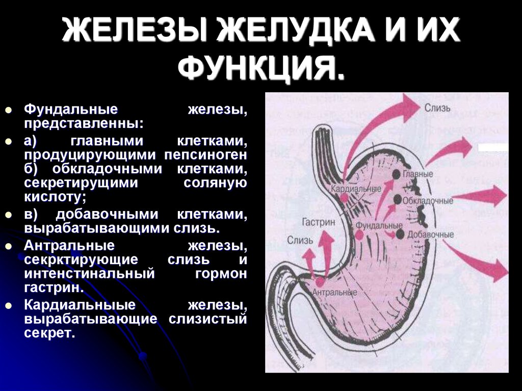 ЖЕЛЕЗЫ ЖЕЛУДКА И ИХ ФУНКЦИЯ.
