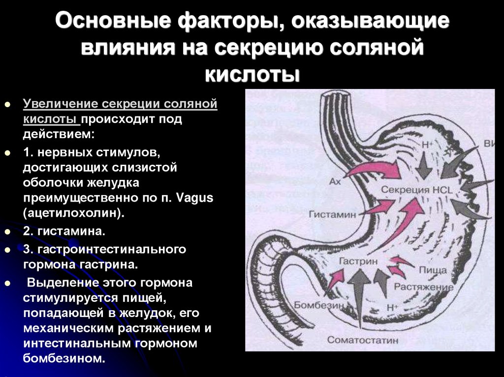 Основные факторы, оказывающие влияния на секрецию соляной кислоты