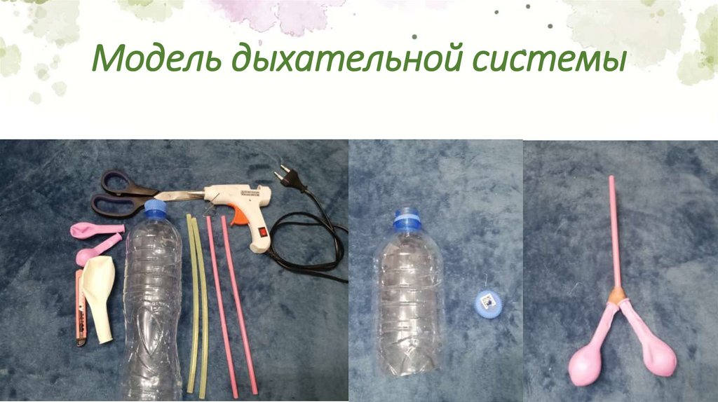 Модель дыхательной системы