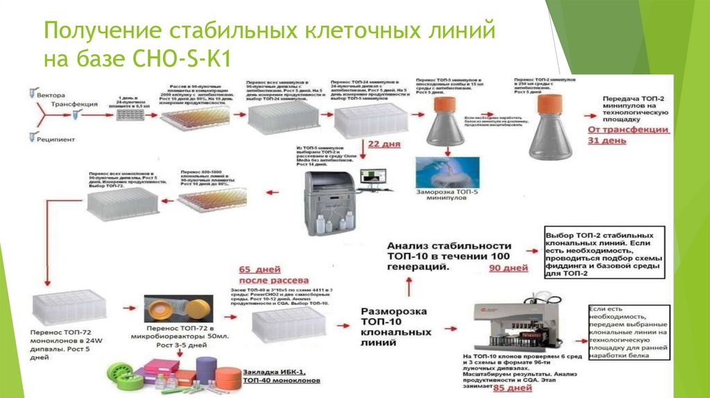 Получение стабильных клеточных линий на базе СНО-S-K1