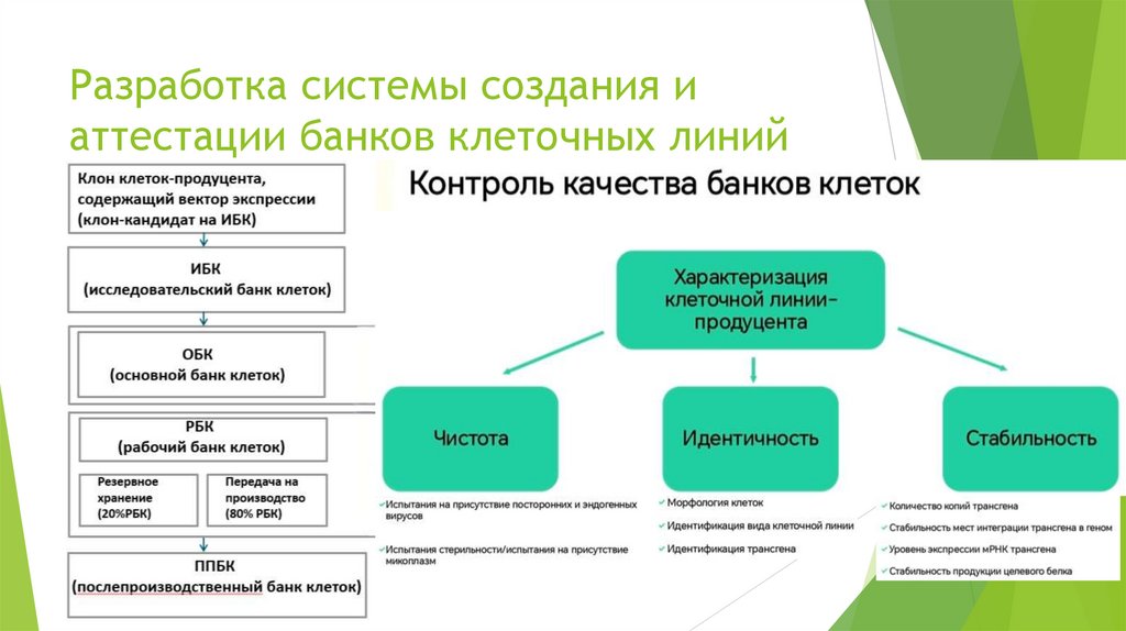 Разработка системы создания и аттестации банков клеточных линий