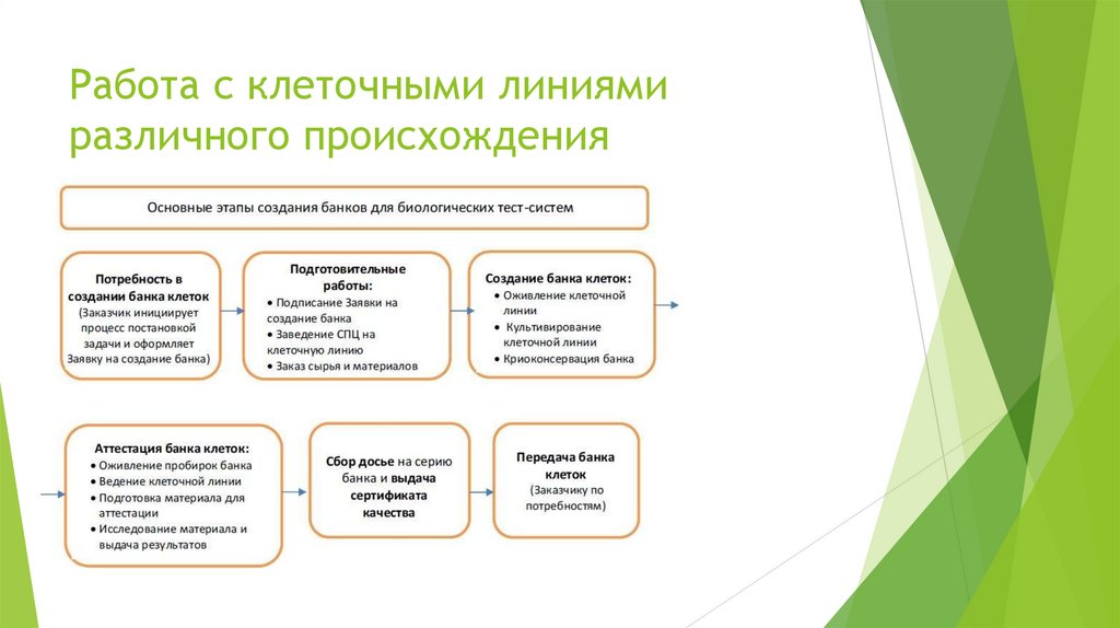 Работа с клеточными линиями различного происхождения