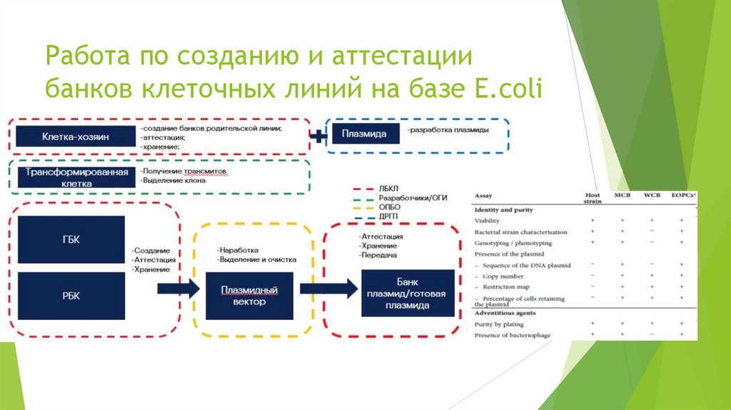 Работа по созданию и аттестации банков клеточных линий на базе E.coli