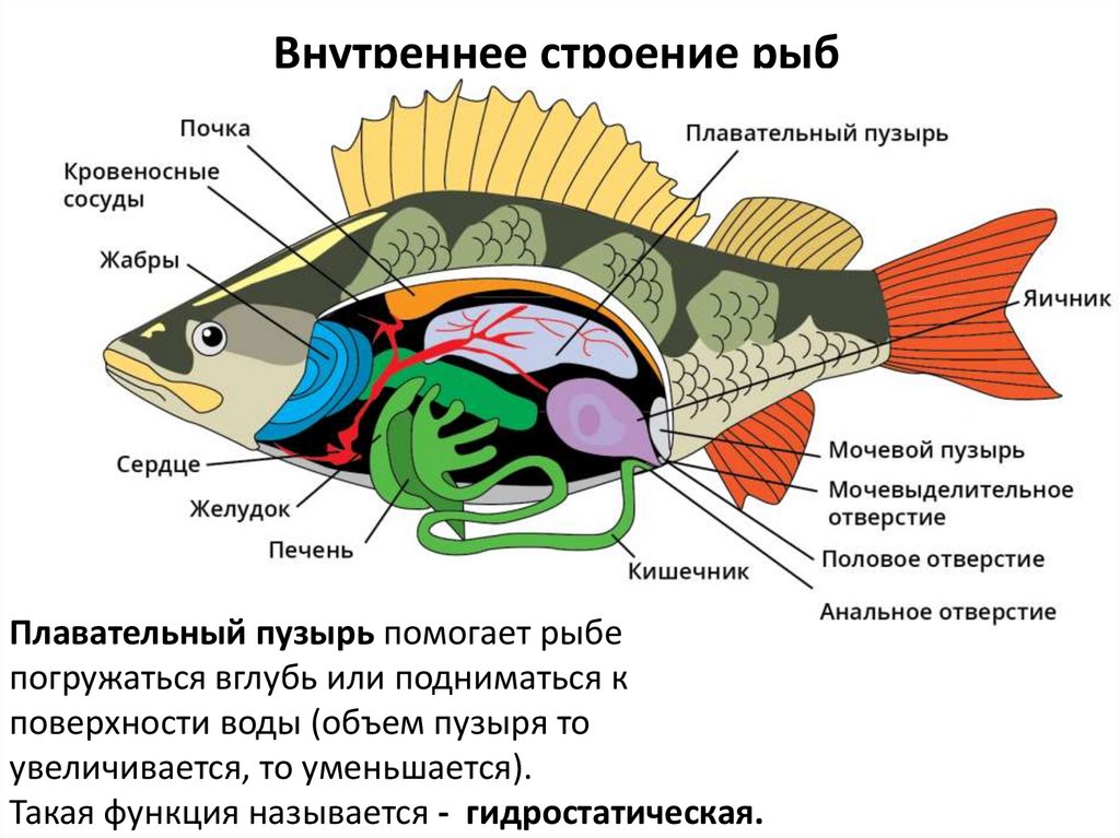 Внутреннее строение рыб