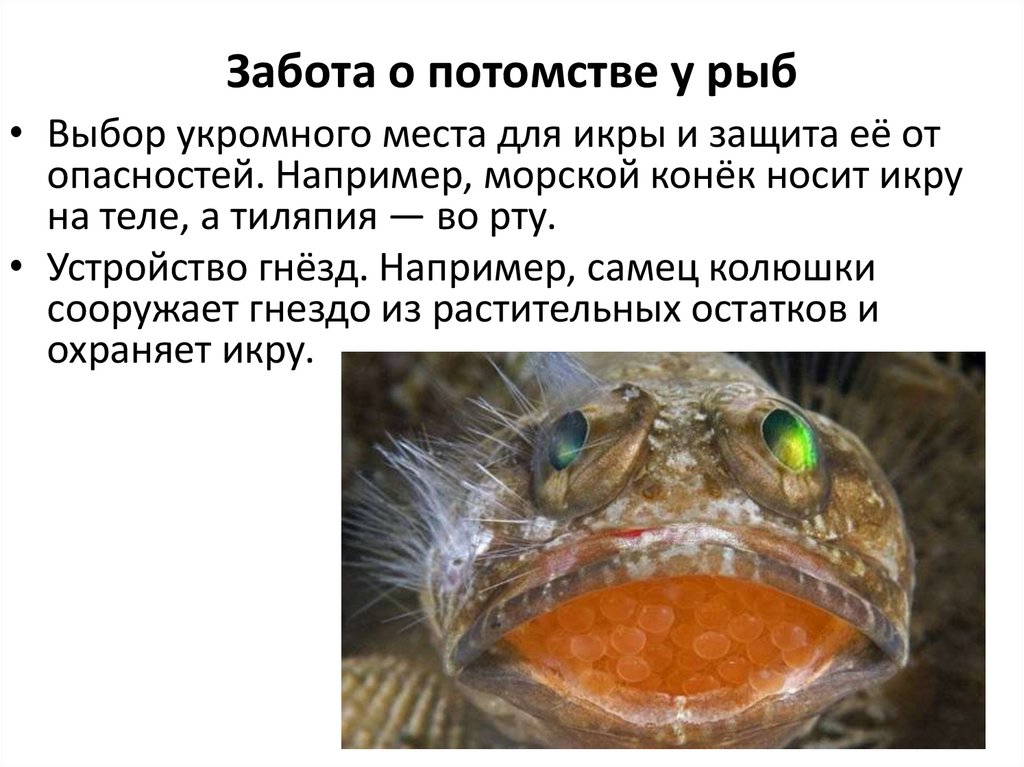 Забота о потомстве у рыб