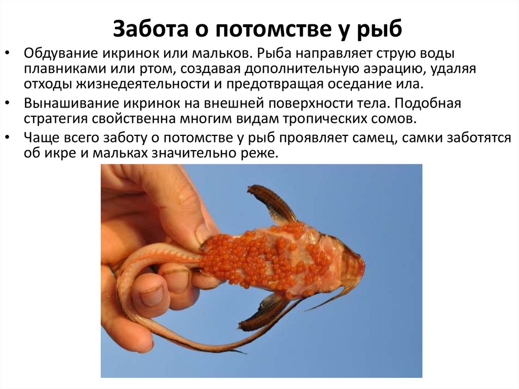 Забота о потомстве у рыб