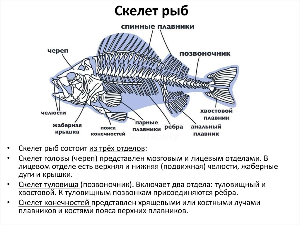 Скелет рыб
