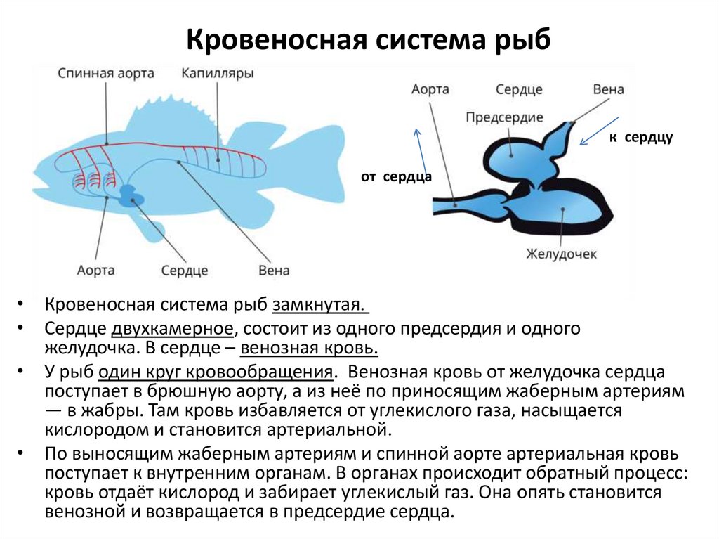 Кровеносная система рыб
