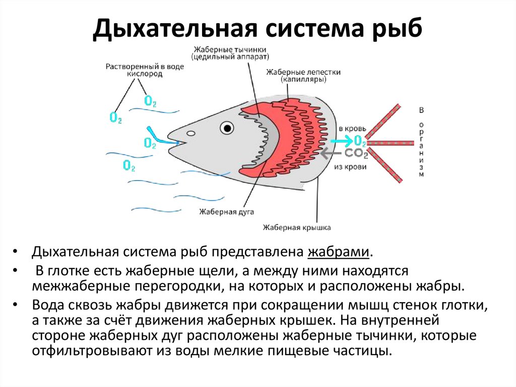 Дыхательная система рыб
