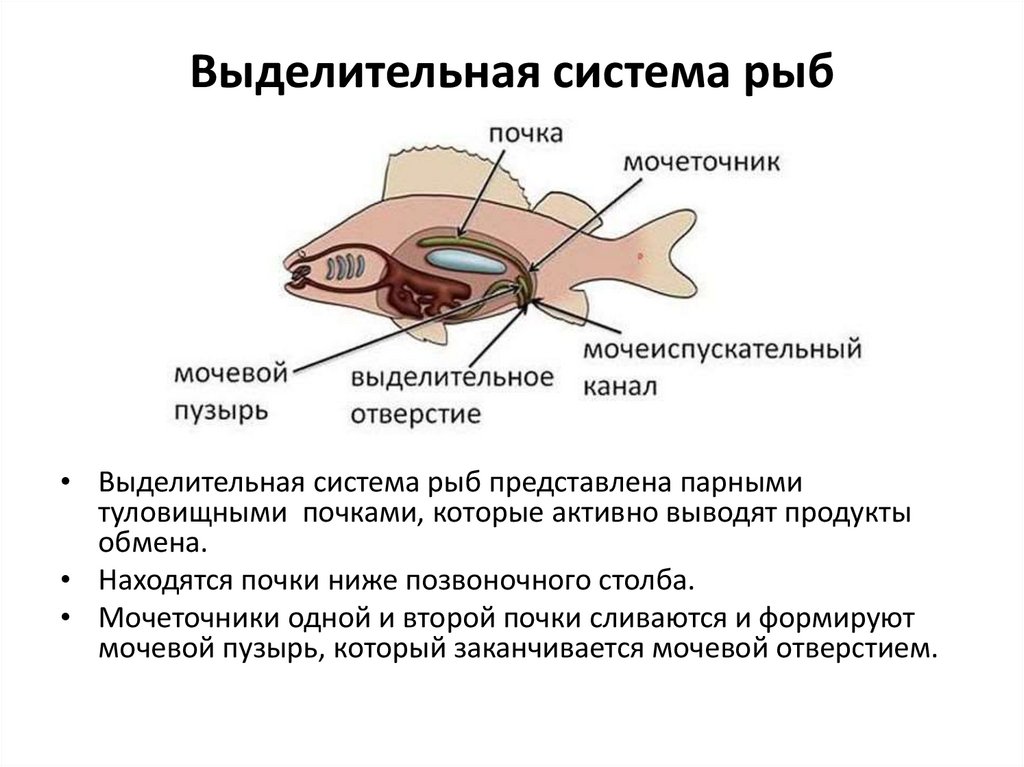 Выделительная система рыб