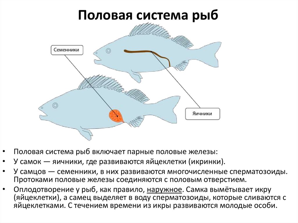 Половая система рыб