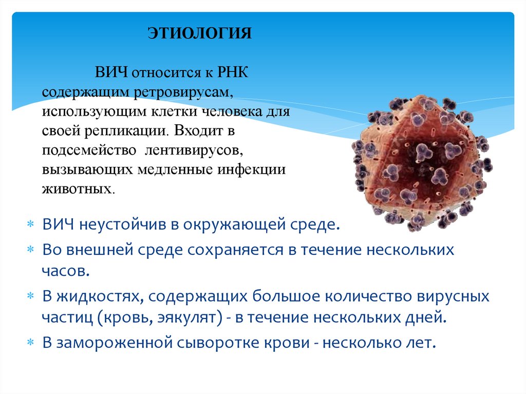 ЭТИОЛОГИЯ ВИЧ относится к РНК содержащим ретровирусам, использующим клетки человека для своей репликации. Входит в подсемейство