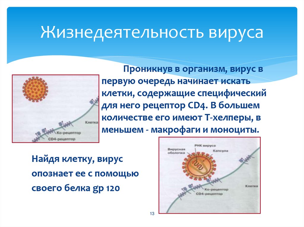Жизнедеятельность вируса