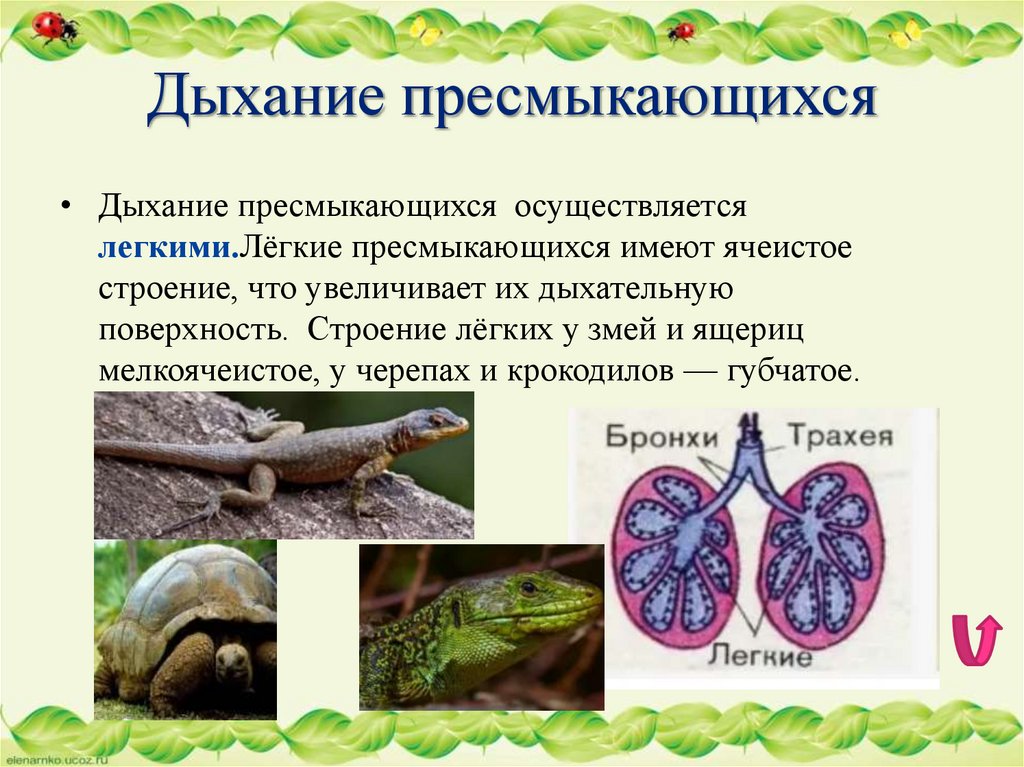 Дыхание пресмыкающихся