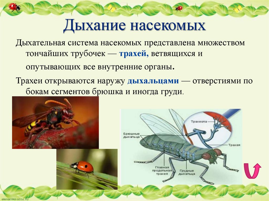 Дыхание насекомых